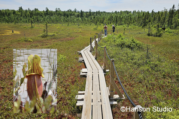 New London, NH - Philbrick-Cricenti Bog and Pitcher Plant